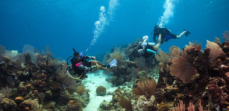 intro diving